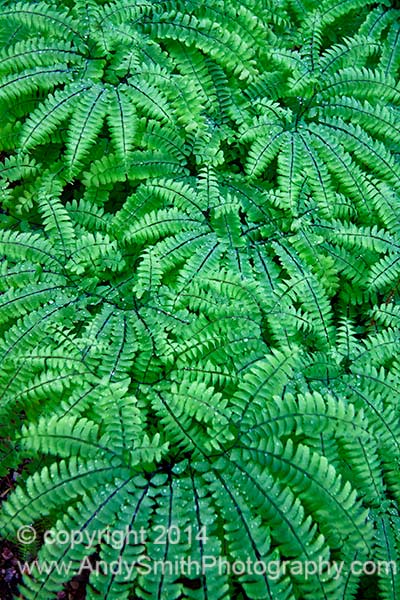 Northern Maindenhair Ferns